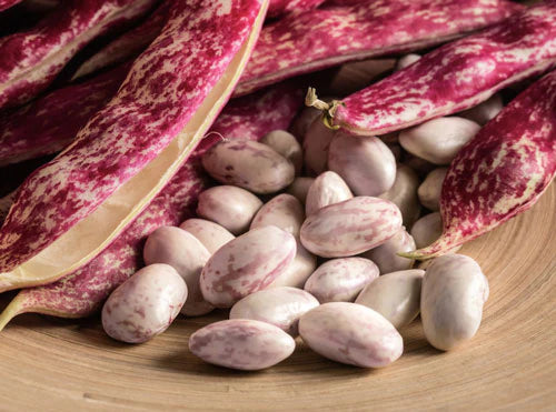 Cranberry Beans